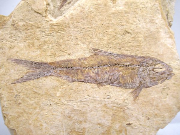 Genuine Cretaceous Age Fish Fossil Plate for Sale from Lebanon #107b