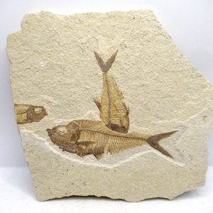 Genuine Cretaceous Age Fish Fossil Plate for Sale from Lebanon #108