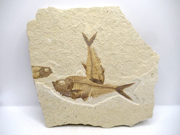 Genuine Cretaceous Age Fish Fossil Plate for Sale from Lebanon #108