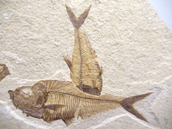 Genuine Cretaceous Age Fish Fossil Plate for Sale from Lebanon #108a