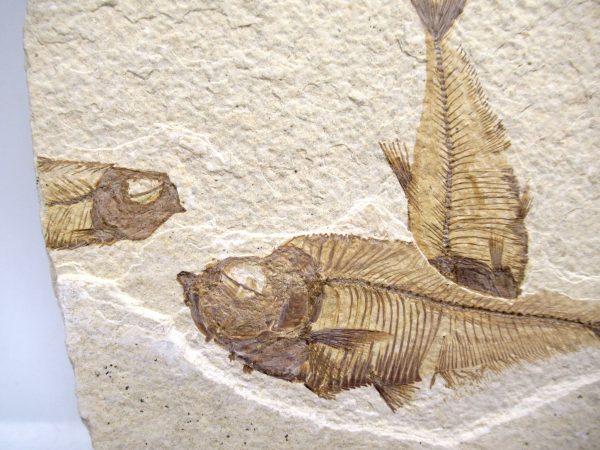 Genuine Cretaceous Age Fish Fossil Plate for Sale from Lebanon #108b