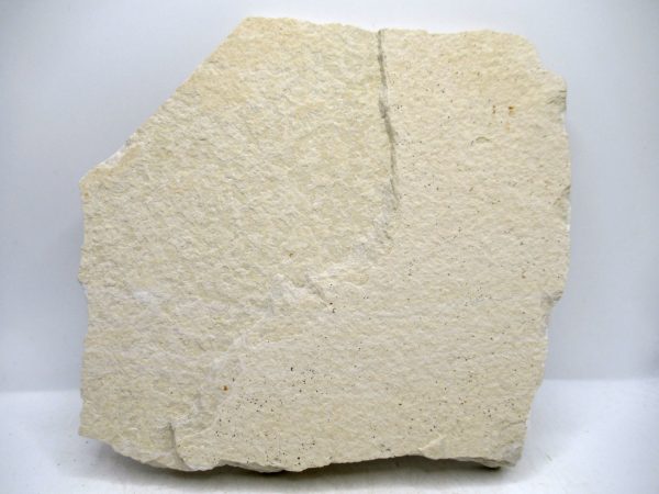 Genuine Cretaceous Age Fish Fossil Plate for Sale from Lebanon #108c