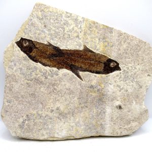 Genuine Cretaceous Age Fish Fossil Plate for Sale from Lebanon #109