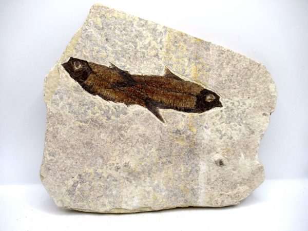 Genuine Cretaceous Age Fish Fossil Plate for Sale from Lebanon #109