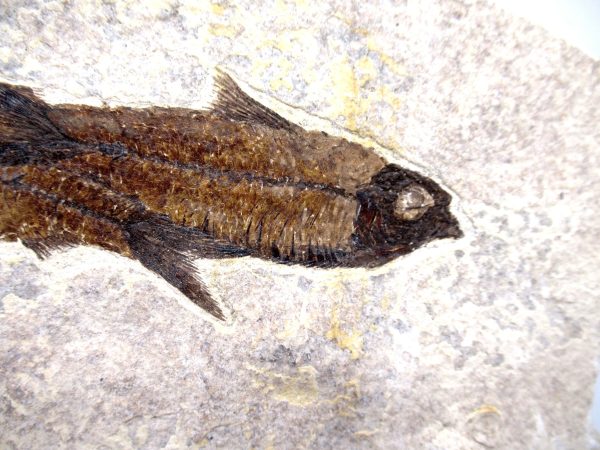 Genuine Cretaceous Age Fish Fossil Plate for Sale from Lebanon #109a