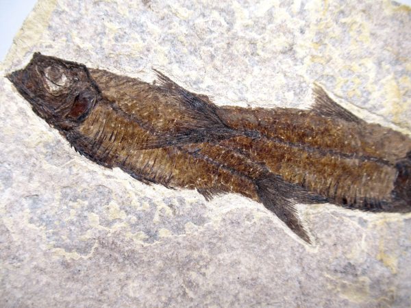 Genuine Cretaceous Age Fish Fossil Plate for Sale from Lebanon #109b