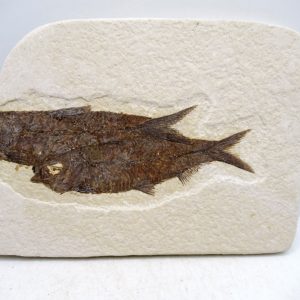 Genuine Cretaceous Age Fish Fossil Plate for Sale from Lebanon #110