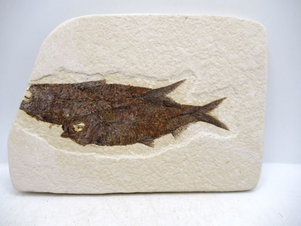 Genuine Cretaceous Age Fish Fossil Plate for Sale from Lebanon #110