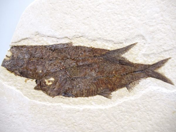 Genuine Cretaceous Age Fish Fossil Plate for Sale from Lebanon #110a