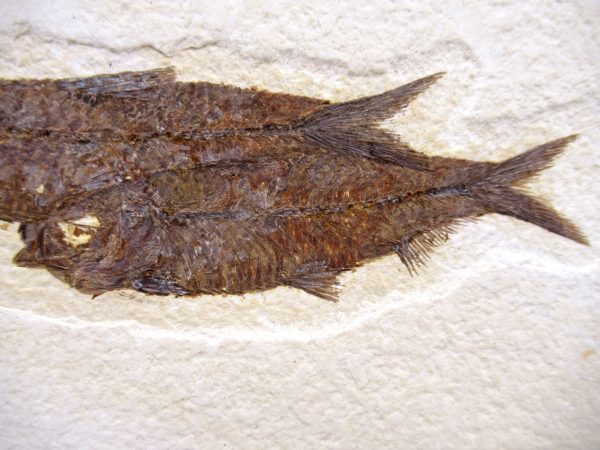 Genuine Cretaceous Age Fish Fossil Plate for Sale from Lebanon #110b