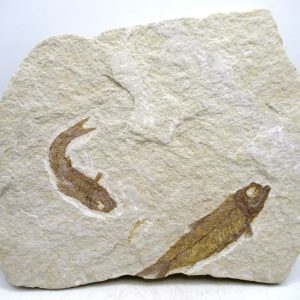 Genuine Cretaceous Age Fish Fossil Plate for Sale from Lebanon #111