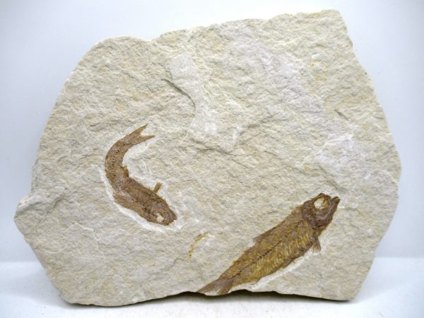 Genuine Cretaceous Age Fish Fossil Plate for Sale from Lebanon #111