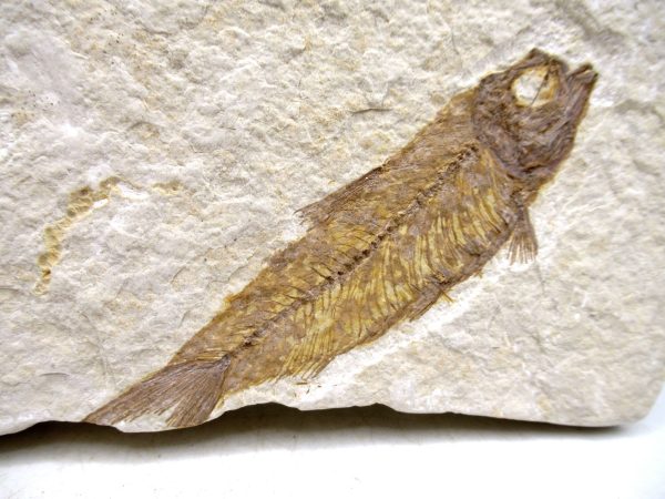 Genuine Cretaceous Age Fish Fossil Plate for Sale from Lebanon #111a