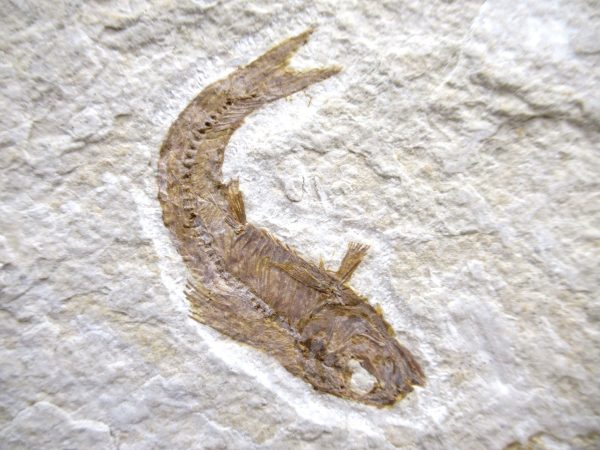 Genuine Cretaceous Age Fish Fossil Plate for Sale from Lebanon #111b