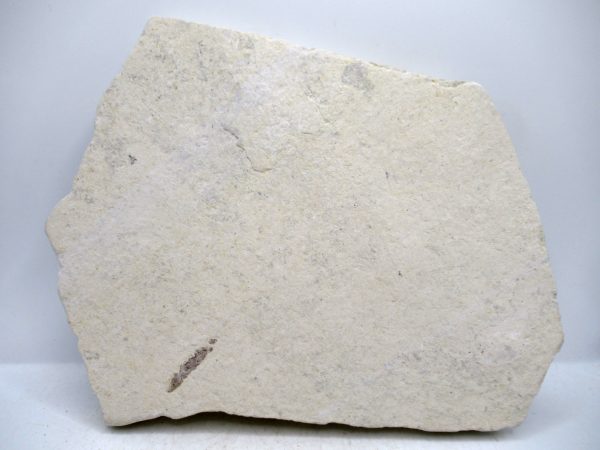Genuine Cretaceous Age Fish Fossil Plate for Sale from Lebanon #111c
