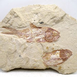 Genuine Cretaceous Age Fish Fossil Plate for Sale from Lebanon #112