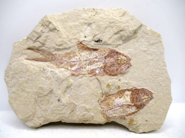 Genuine Cretaceous Age Fish Fossil Plate for Sale from Lebanon #112