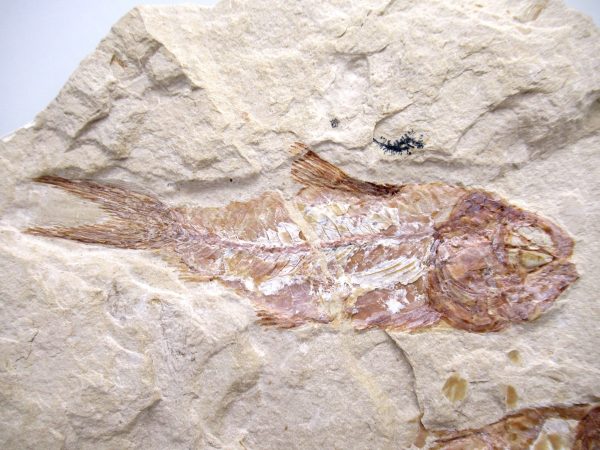 Genuine Cretaceous Age Fish Fossil Plate for Sale from Lebanon #112a