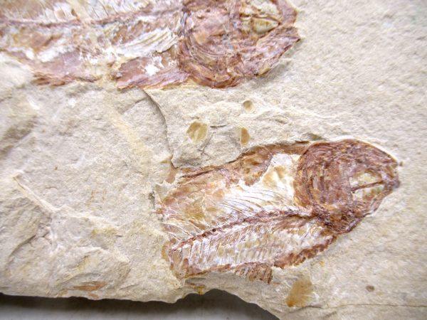 Genuine Cretaceous Age Fish Fossil Plate for Sale from Lebanon #112b
