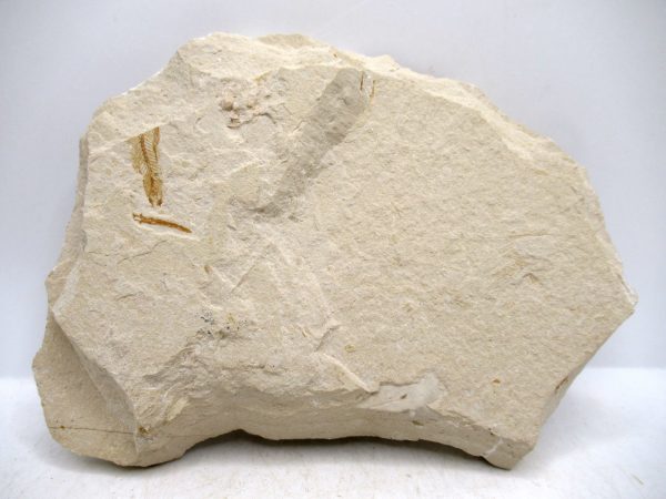Genuine Cretaceous Age Fish Fossil Plate for Sale from Lebanon #112c