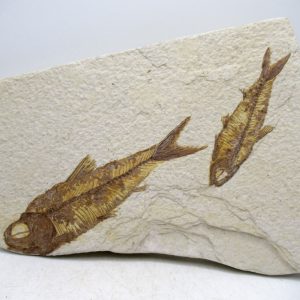Genuine Cretaceous Age Fish Fossil Plate for Sale from Lebanon #113