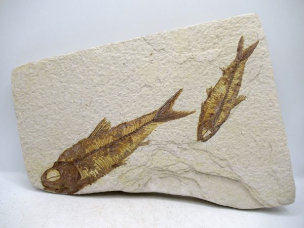 Genuine Cretaceous Age Fish Fossil Plate for Sale from Lebanon #113
