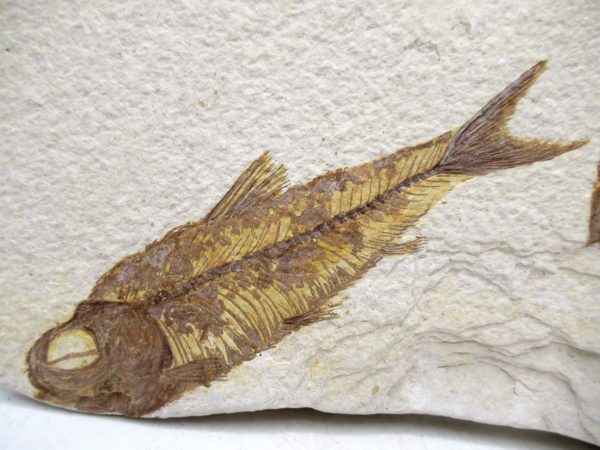 Genuine Cretaceous Age Fish Fossil Plate for Sale from Lebanon #113a