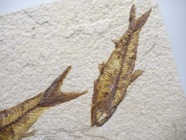 Genuine Cretaceous Age Fish Fossil Plate for Sale from Lebanon #113b