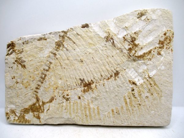 Genuine Cretaceous Age Fish Fossil Plate for Sale from Lebanon #113c