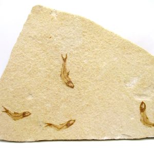 Genuine Cretaceous Age Fish Fossil Plate for Sale from Lebanon #114