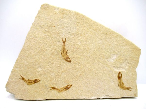 Genuine Cretaceous Age Fish Fossil Plate for Sale from Lebanon #114