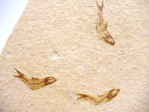 Genuine Cretaceous Age Fish Fossil Plate for Sale from Lebanon #114a