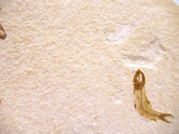 Genuine Cretaceous Age Fish Fossil Plate for Sale from Lebanon #114b