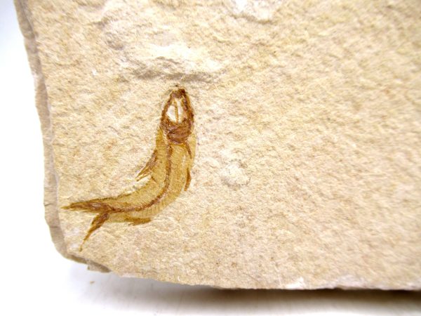 Lebanon Cretaceous Age Fish Fossil Plate 115b | Fossils for Sale Genuine Cretaceous Age Fish Fossil Plate for Sale from Lebanon #115b