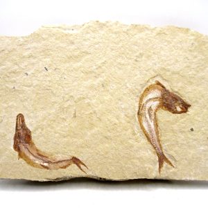 Lebanon Lagerstätte Fish Fossil for Sale - Cretaceous Age #116