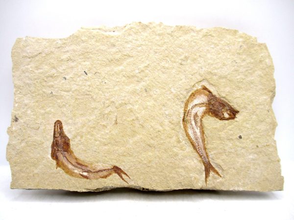 Lebanon Cretaceous Age Fish Fossil Plate 116 | Fossils for Sale Genuine Cretaceous Age Fish Fossil Plate for Sale from Lebanon #116