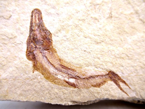 Lebanon Cretaceous Age Fish Fossil Plate 116b | Fossils for Sale Genuine Cretaceous Age Fish Fossil Plate for Sale from Lebanon #116b