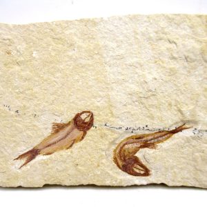 Lebanon Lagerstätte Fish Fossil for Sale - Cretaceous Age #117