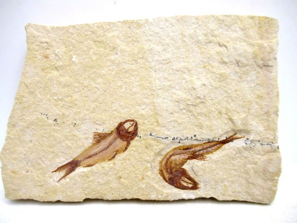 Lebanon Cretaceous Age Fish Fossil Plate 117 | Fossils for Sale Genuine Cretaceous Age Fish Fossil Plate for Sale from Lebanon #117