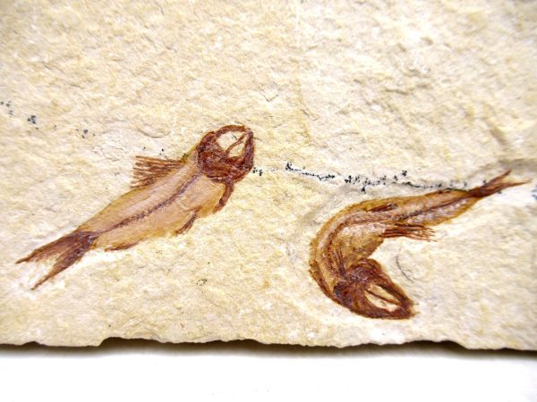 Lebanon Cretaceous Age Fish Fossil Plate 117a | Fossils for Sale Genuine Cretaceous Age Fish Fossil Plate for Sale from Lebanon #117a