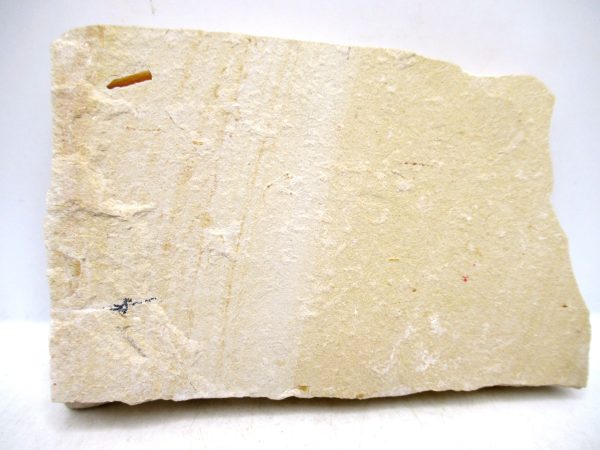 Lebanon Cretaceous Age Fish Fossil Plate 117b | Fossils for Sale Genuine Cretaceous Age Fish Fossil Plate for Sale from Lebanon #117b