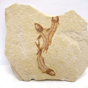 Lebanon Lagerstätte Fish Fossil for Sale - Cretaceous Age #122