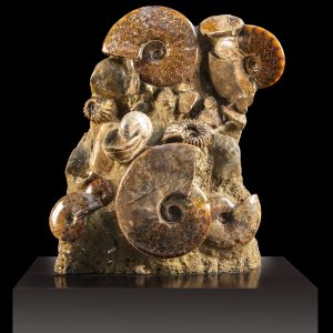 Genuine Cretaceous Age Ammonite Cluster Fossil for Sale from Madagascar #9