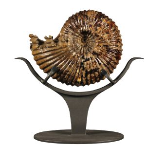 Genuine Cretaceous Age Douveilliceras Ammonite Fossil for Sale from Madagascar #1