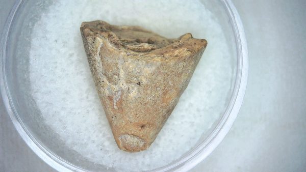 Mahajangasuchus Cretaceous Crocodilyform Tooth #10 - Image 2