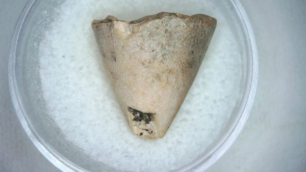 Mahajangasuchus Cretaceous Crocodilyform Tooth #10 - Image 3