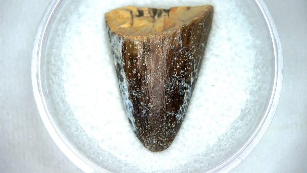 Mahajangasuchus Cretaceous Crocodilyform Tooth #11 - Image 2