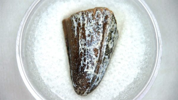 Mahajangasuchus Cretaceous Crocodilyform Tooth #11 - Image 3