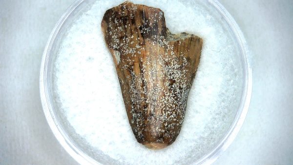 Mahajangasuchus Cretaceous Crocodilyform Tooth #12 - Image 2