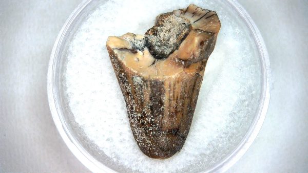 Mahajangasuchus Cretaceous Crocodilyform Tooth #12 - Image 3